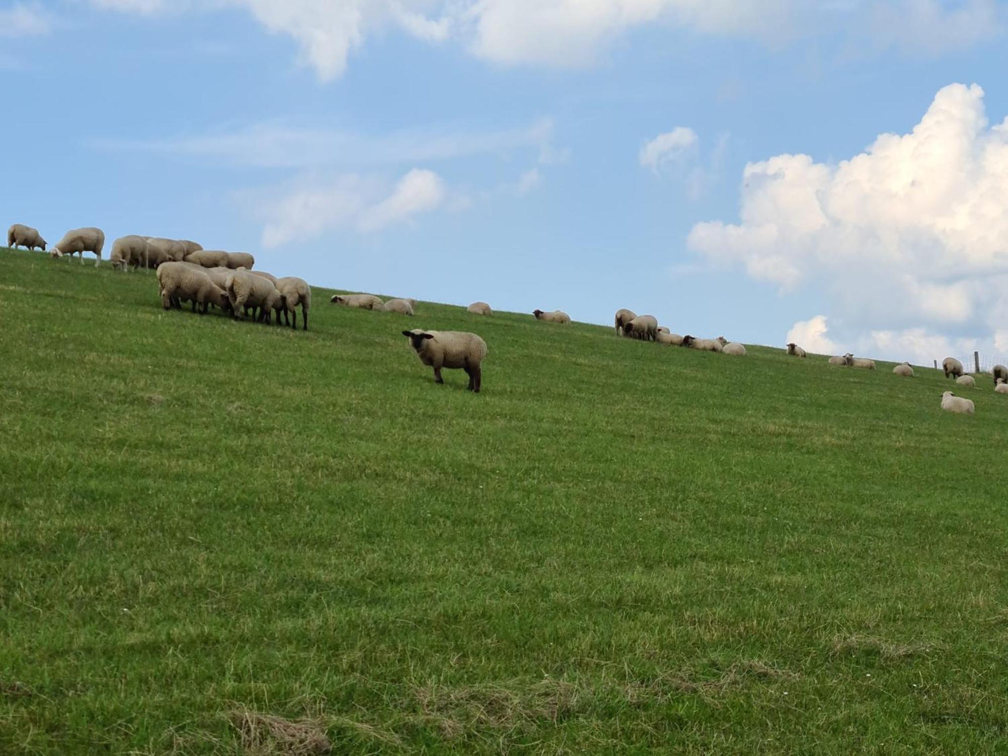 Haus Pudelwohl - Hundefreundliches Ferienhaus An Der Nordseekueste Sehestedt  Luaran gambar